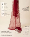 Red Twill Net Mens Dupatta – Scalloped Cutwork Border with Buti Work